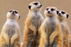 Las suricatas, los animales más letales del mundo: revela estudio