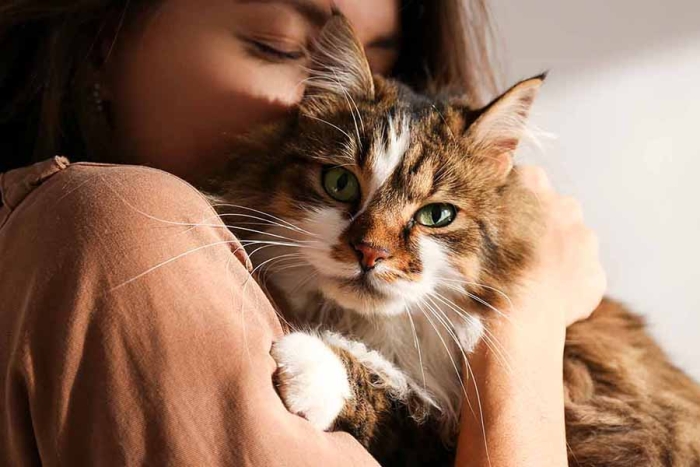 ¿Tu gato te ignora? Estudio revela cuál es la mejor forma de atraer su atención
