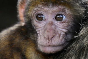¿Funcionará? China planea enviar monos a la estación espacial para que se reproduzcan