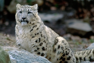 Zoológico de Nebraska anuncia la muerte de tres leopardos de las nieves por Covid-19