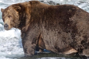 Realizan concurso para elegir al oso pardo más “gordito” de Alaska y este fue el ganador