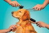 ¡Clin caja! La “pet economy” alcanza los 207 mil millones de dólares a nivel global