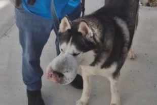 ¡Increíble! Perrito que nadie quería operar se salva gracias a un video viral