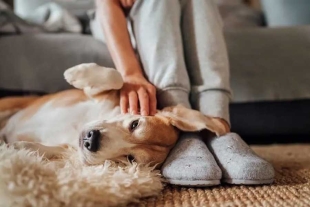 ¿Tu perro se sienta a tus pies? Aquí los motivos de por qué lo hacen