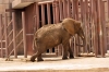 Especialistas revisan condiciones de salud de la elefanta Ely