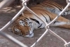 Salvan animales exóticos que tenían en cautiverio en Ocoyoacac