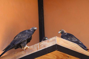 Durante los primeros dos meses, el equipo veterinario del parque monitoreó su crecimiento