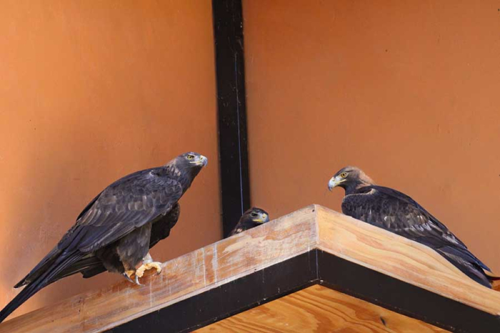 Durante los primeros dos meses, el equipo veterinario del parque monitoreó su crecimiento