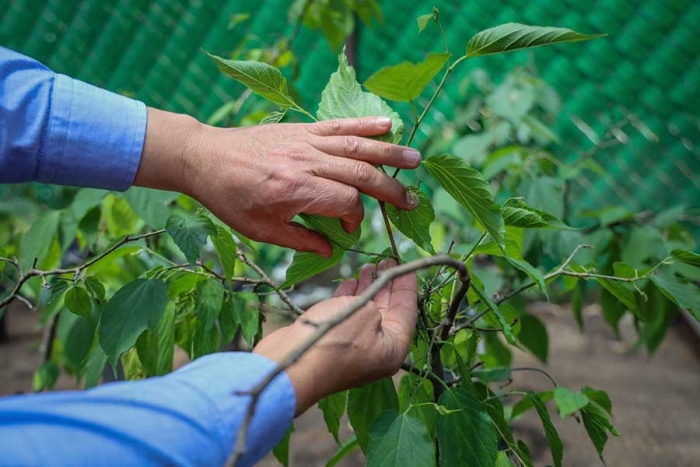 UAEMéx suma esfuerzos para preservar y extender los renuevos del árbol de La Mora, símbolo de identidad universitaria