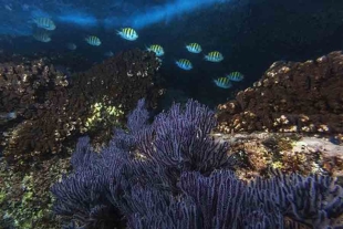 Diazótrofas: las bacterias marinas que hunden el carbono en fondos oceánicos