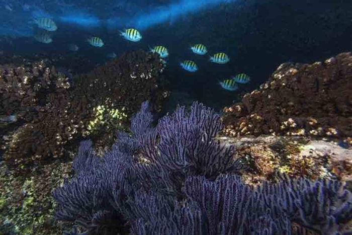 Diazótrofas: las bacterias marinas que hunden el carbono en fondos oceánicos