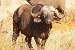 Cazador mexicano muere embestido por su presa, un enorme búfalo de más de mil kilos