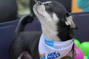 Este proyecto busca mejorar el cuidado integral de los animales de compañía,
