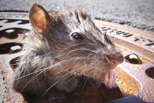 El avistamiento de ratas, ha descendido un 14% durante el último año