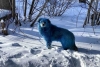 Perros azules sorprenden en ciudad rusa