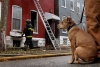 Heroína de cuatro patas: perrita salva a sus dueños de incendio