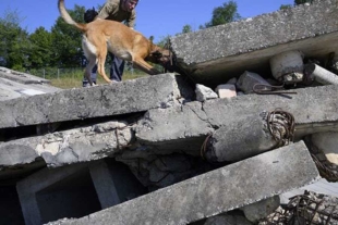 Perros rescatistas de Latinoamérica serán adiestrados bajo el Método Arcón