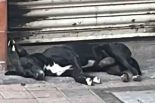 Hoy día, “El Negro” se encuentra recibiendo atención médica veterinaria