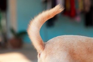 ¿Por qué los perros mueven la cola? Científicos explican este típico movimiento
