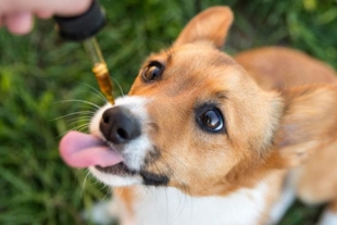 Pet Magic, el primer aceite mexicano con CBD para mascotas