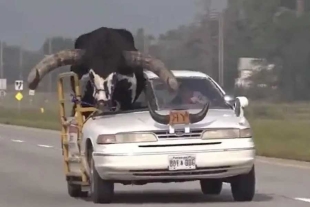 Detenido un hombre en Nebraska por circular con un toro Watusi de copiloto