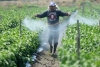 Propone Morena prohibir uso de pesticidas en Edomex