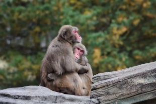 ¡Ah, caray! Revelan que el comportamiento homosexual en macacos es común y hereditario