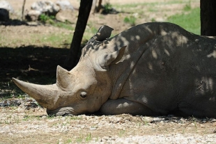 Adiós “Toby”: muere a los 54 años el rinoceronte blanco más viejo del mundo