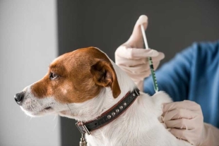 Vacunas y conciencia, claves para prevenir la rabia en animales domésticos