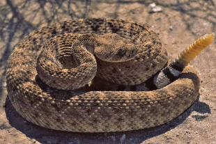 El grupo presentó un cebo especial parecido a una presa, y así pudiera observar reacciones naturales y medir con precisión la forma en que cada animal atacaba