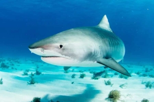 Muere un turista ruso por el ataque de un tiburón en Egipto