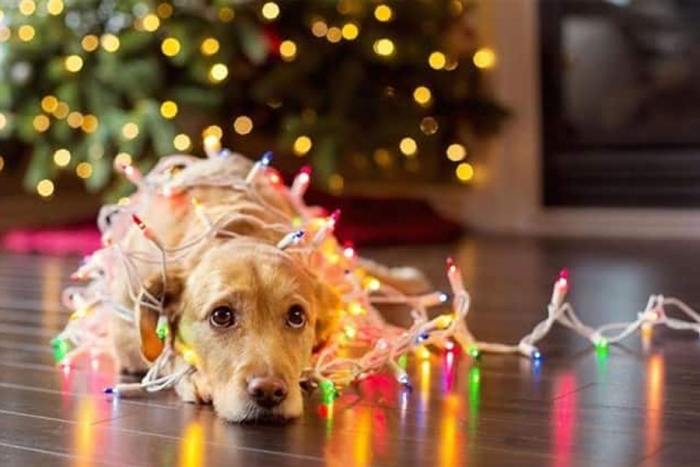 Flor de Nochebuena, ¿tóxica para las mascotas?