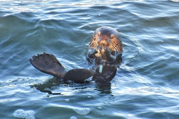 Tierna, pero peligrosa: autoridades buscan a nutria que roba tablas a surfistas