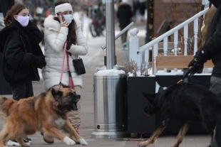 ¿Tu perro ladra a otros perros? Descubre cuáles pueden ser los motivos