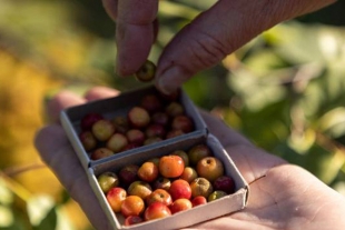 Jardinero cultiva manzanas del tamaño de una perla