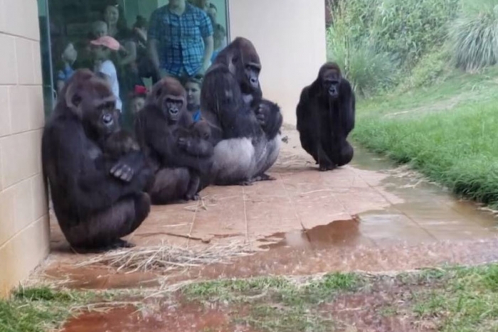 La curiosa reacción de unos gorilas para escapar de la lluvia