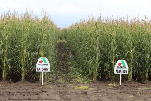 Capacita UAEMéx a productores de maíz para cultivos sostenibles