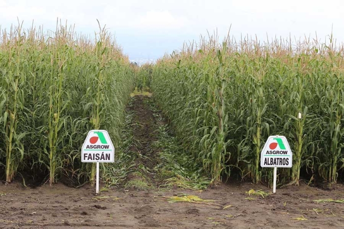 Capacita UAEMéx a productores de maíz para cultivos sostenibles
