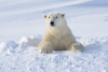 Captan a oso polar cazando a un reno; atípico caso alerta a los expertos