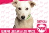 Conoce “PAM”, el partido que tiene como candidatos a perros en adopción