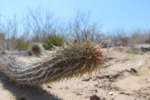 La chirinola mexicana, un cactus que camina