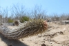La chirinola mexicana, un cactus que camina