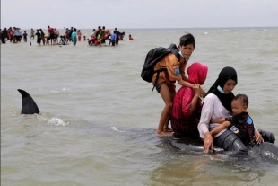 45 ballenas quedan varadas en Indonesia, solo tres lograron sobrevivir