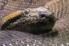 Directamente desde el Amazonas, encuentran la anaconda más grande del mundo