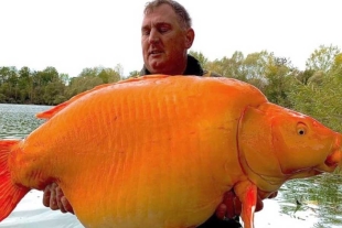 ¡Pesa 30 kilos! Hombre logra capturar un gigantesco pez dorado en Francia