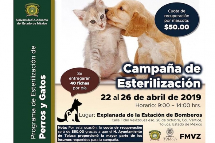 Jornadas de Esterilización para reducir población de animales en situación de calle