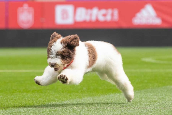 ¿La conocías? Ella es “Musa”, la mascota oficial de la selección española de fútbol