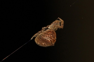 Esta araña usa su red como catapulta