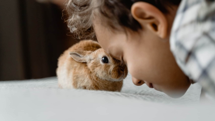 España prohíbe tener conejos como mascotas; aquí la razón