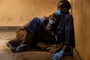 “Ndsaki”, la famosa gorila de la selfie, muere en parque del Congo